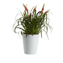 Bromeliad In 12cm White Ceramic Decorative Pot -Hozelock Shop bromeliad in 12cm white ceramic decorative pot3663602463450 21c bq