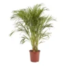 Butterfly Palm In 24cm Terracotta Plastic Grow Pot
