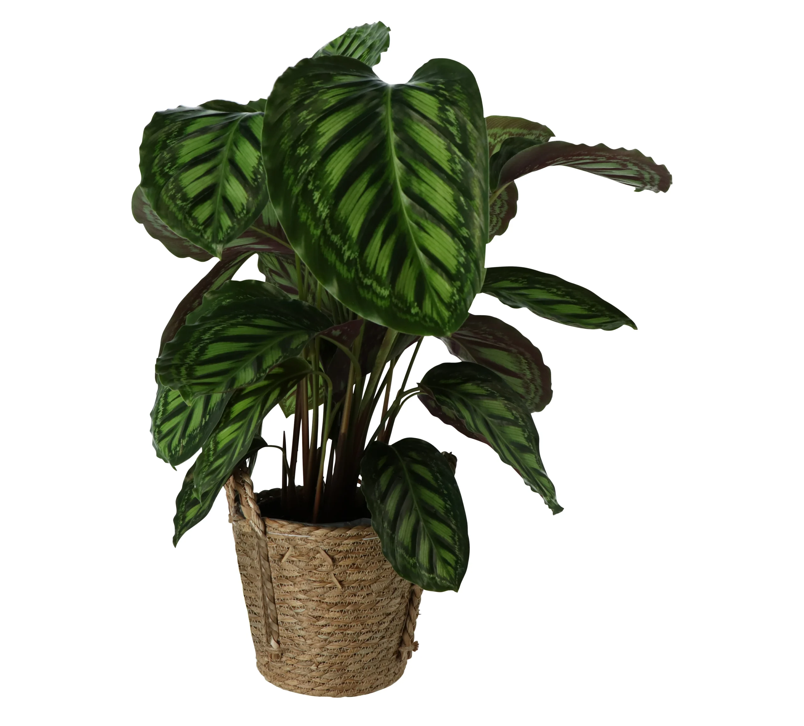 Calathea In 19cm Natural Cattail & Plastic Decorative Pot 1 Calathea In 19cm Natural Cattail & Plastic Decorative Pot