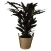 Calathea Wavestar In 19cm Natural Cattail & Plastic Decorative Pot