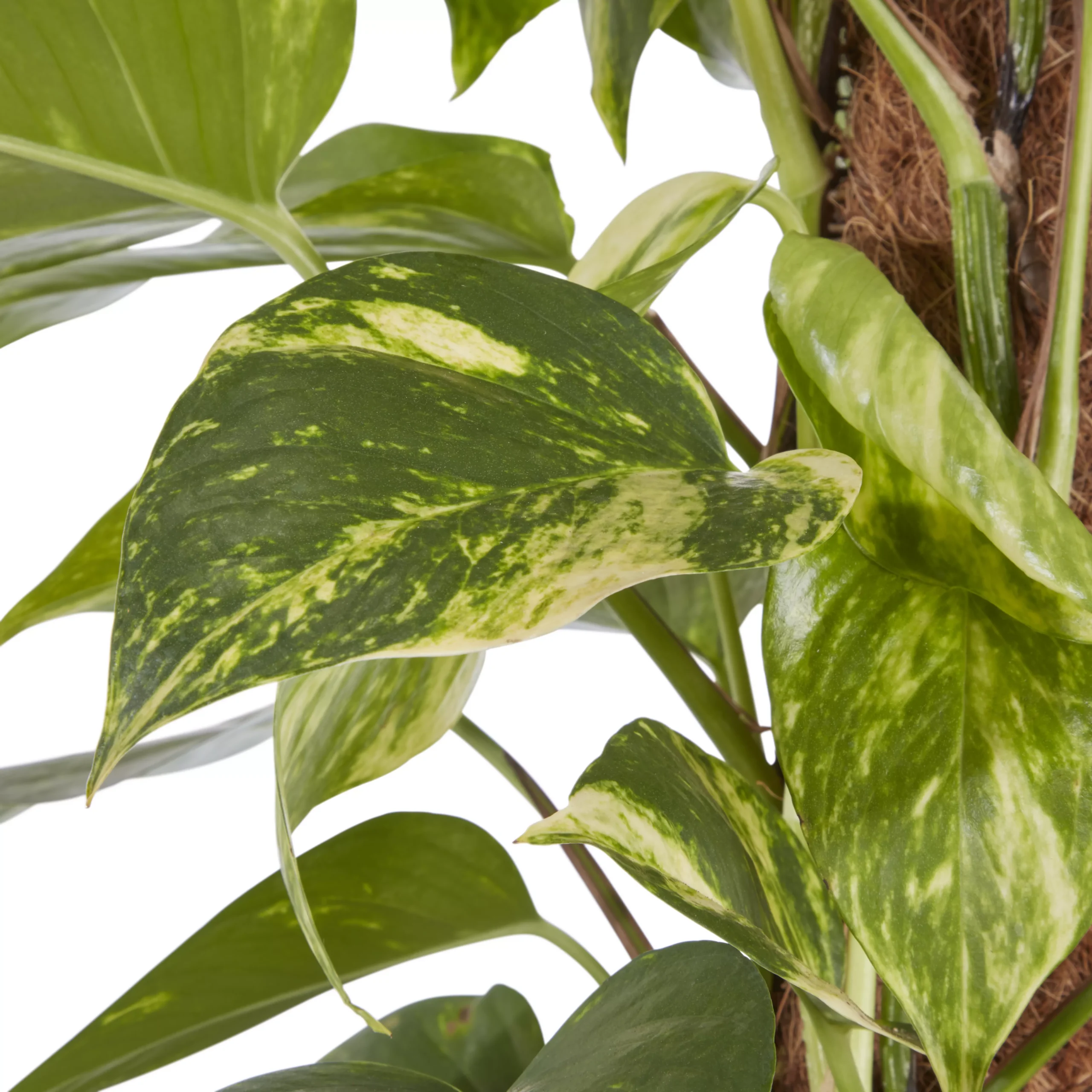 Devil's Ivy In 24cm Black Plastic Grow Pot 2 Devil's Ivy In 24cm Black Plastic Grow Pot - Image 2