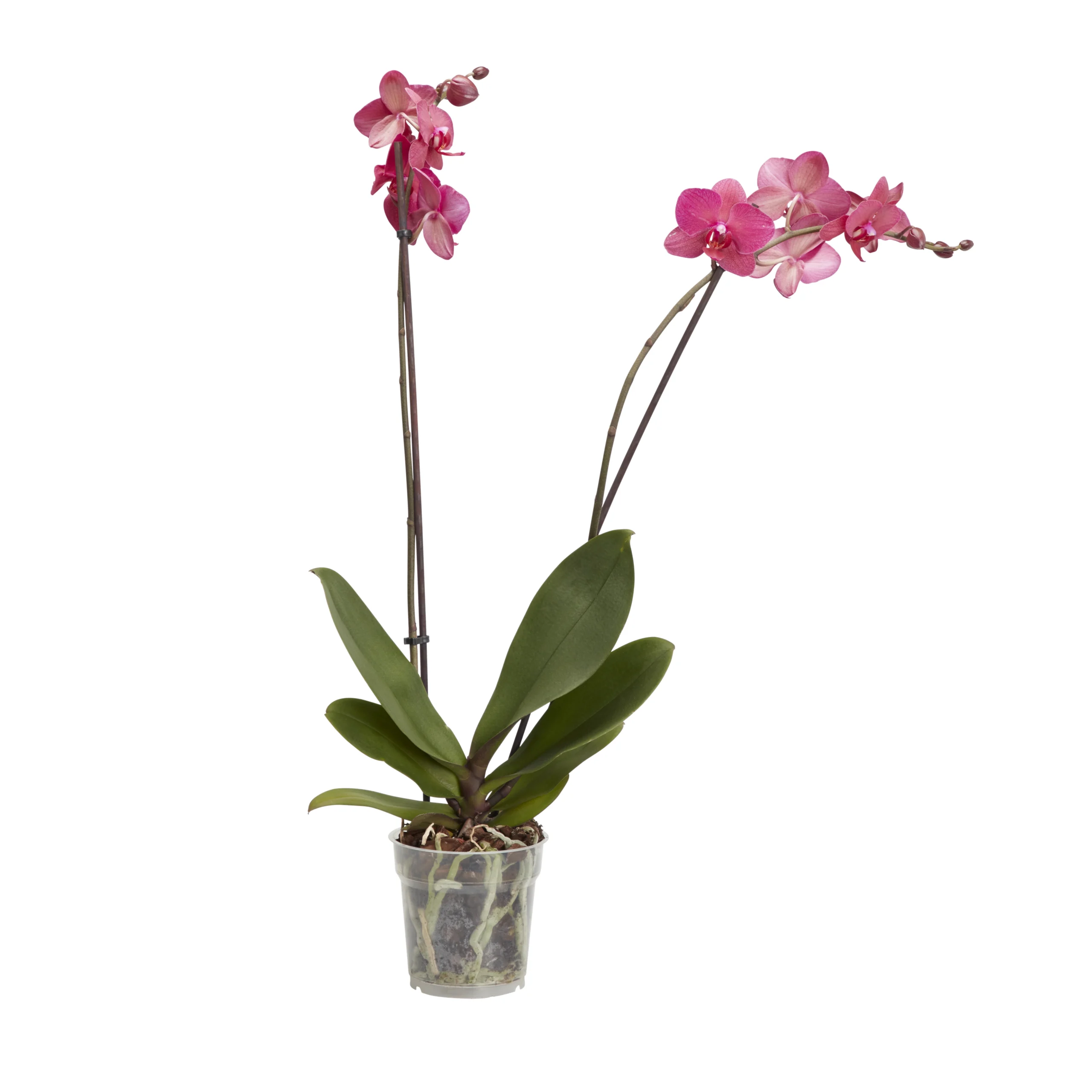 Double Stem Moth Orchid In 12cm Clear Plastic Grow Pot 2 Double Stem Moth Orchid In 12cm Clear Plastic Grow Pot - Image 2