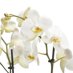 Double Stem Moth Orchid In 12cm Clear Plastic Grow Pot 8 Double Stem Moth Orchid In 12cm Clear Plastic Grow Pot -Hozelock Shop double stem moth orchid in 12cm clear plastic grow pot3663602462873 36c bq
