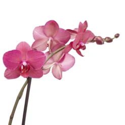 Double Stem Moth Orchid In 12cm Clear Plastic Grow Pot 10 Double Stem Moth Orchid In 12cm Clear Plastic Grow Pot -Hozelock Shop double stem moth orchid in 12cm clear plastic grow pot3663602462873 38c bq