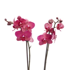 Double Stem Moth Orchid In 12cm Clear Plastic Grow Pot 11 Double Stem Moth Orchid In 12cm Clear Plastic Grow Pot -Hozelock Shop double stem moth orchid in 12cm clear plastic grow pot3663602462873 39c bq