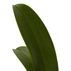 Double Stem Orchid In 12cm Assorted Ceramic Decorative Pot -Hozelock Shop double stem orchid in 12cm assorted ceramic decorative pot3663602462934 21c