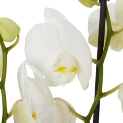 Double Stem Orchid In 12cm Assorted Ceramic Decorative Pot -Hozelock Shop double stem orchid in 12cm assorted ceramic decorative pot3663602462934 22c