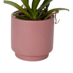 Double Stem Orchid In 12cm Assorted Ceramic Decorative Pot -Hozelock Shop double stem orchid in 12cm assorted ceramic decorative pot3663602462934 23c