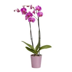 Double Stem Orchid In 12cm Assorted Ceramic Decorative Pot -Hozelock Shop double stem orchid in 12cm assorted ceramic decorative pot3663602462934 23c bq