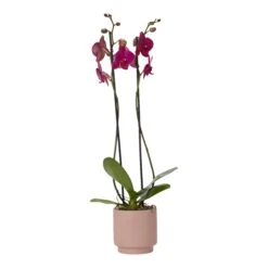 Double Stem Orchid In 12cm Assorted Ceramic Decorative Pot -Hozelock Shop double stem orchid in 12cm assorted ceramic decorative pot3663602462934 36c