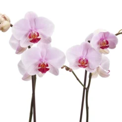 Double Stem Orchid In 12cm Assorted Ceramic Decorative Pot -Hozelock Shop double stem orchid in 12cm assorted ceramic decorative pot3663602462934 37c bq
