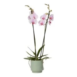 Double Stem Orchid In 12cm Assorted Ceramic Decorative Pot -Hozelock Shop double stem orchid in 12cm assorted ceramic decorative pot3663602462934 38c