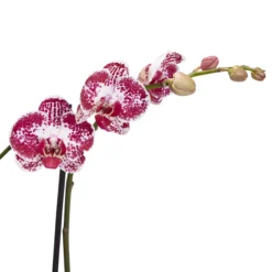 Double Stem Orchid In 12cm Assorted Ceramic Decorative Pot -Hozelock Shop double stem orchid in 12cm assorted ceramic decorative pot3663602462934 38c bq