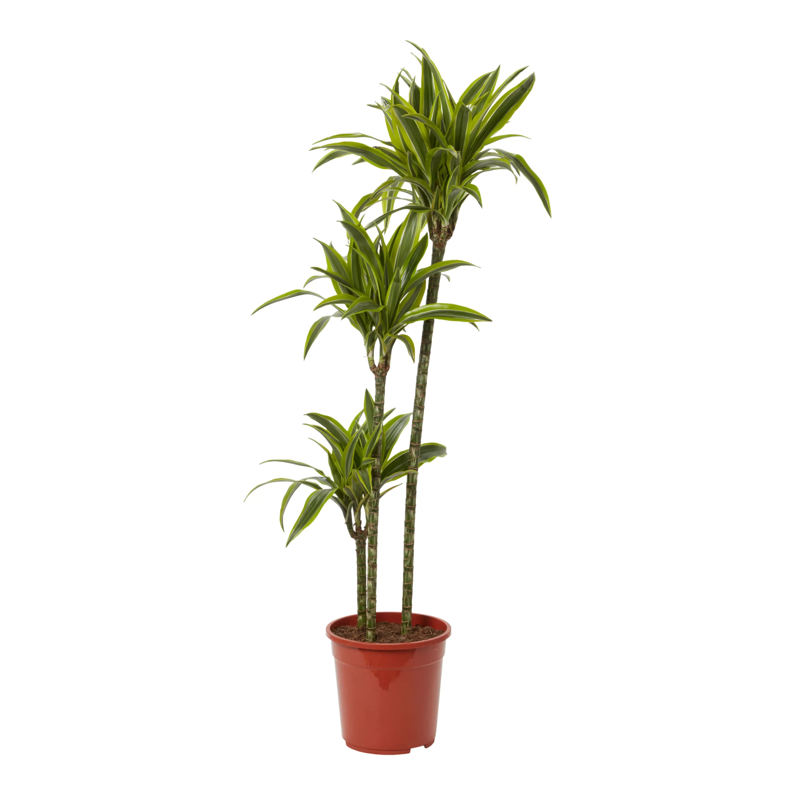 Dracaena Tree In 24cm Terracotta Plastic Grow Pot 1 Dracaena Tree In 24cm Terracotta Plastic Grow Pot