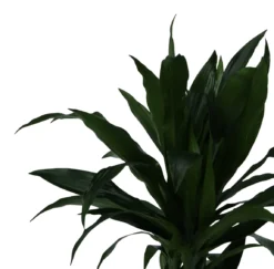 Dracaena Tree In 24cm Terracotta Plastic Grow Pot 7 Dracaena Tree In 24cm Terracotta Plastic Grow Pot -Hozelock Shop dracaena tree in 24cm terracotta plastic grow pot5059340127040 38c