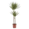 Dragon Tree In 19cm Terracotta Plastic Grow Pot