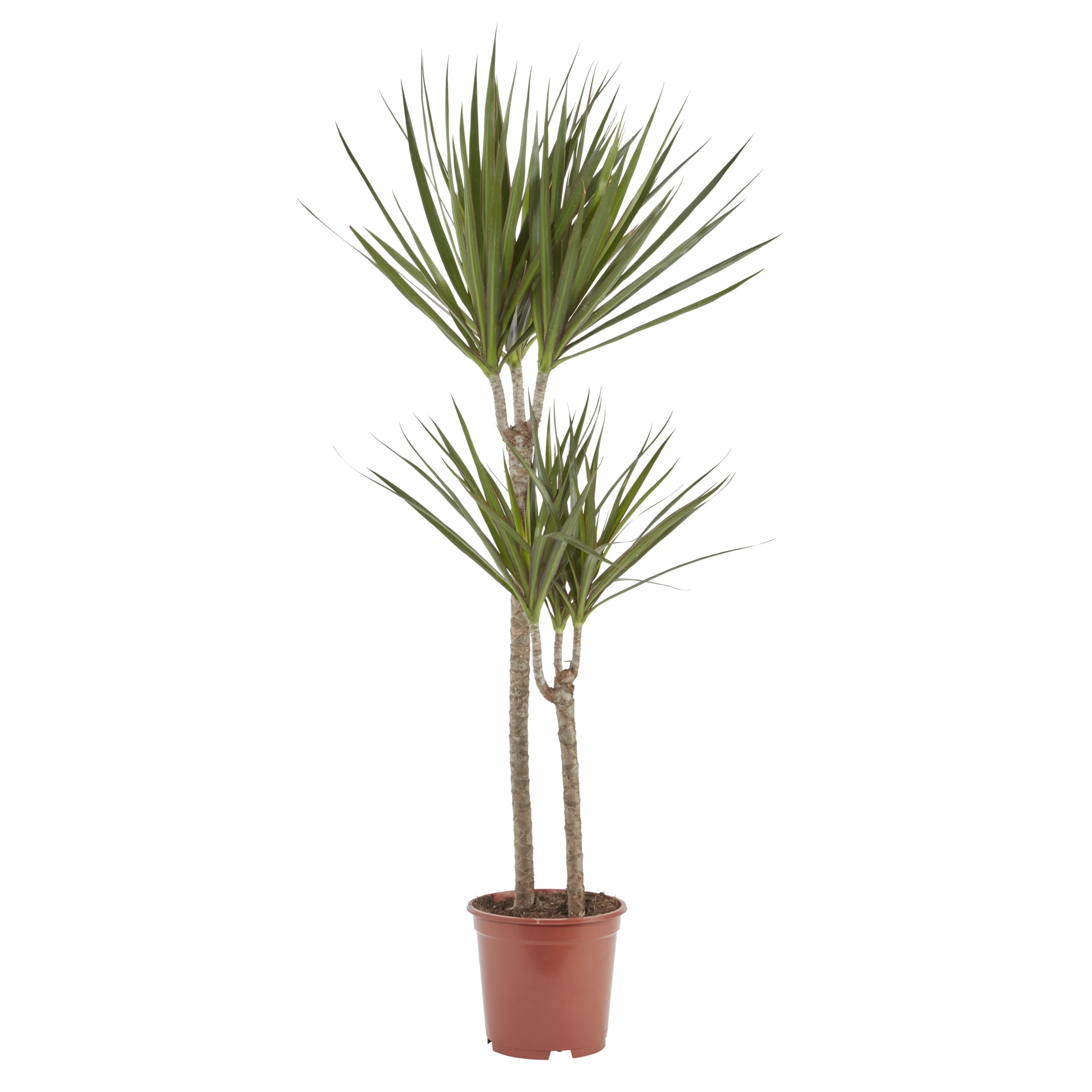 Dragon Tree In 19cm Terracotta Plastic Grow Pot 1 Dragon Tree In 19cm Terracotta Plastic Grow Pot