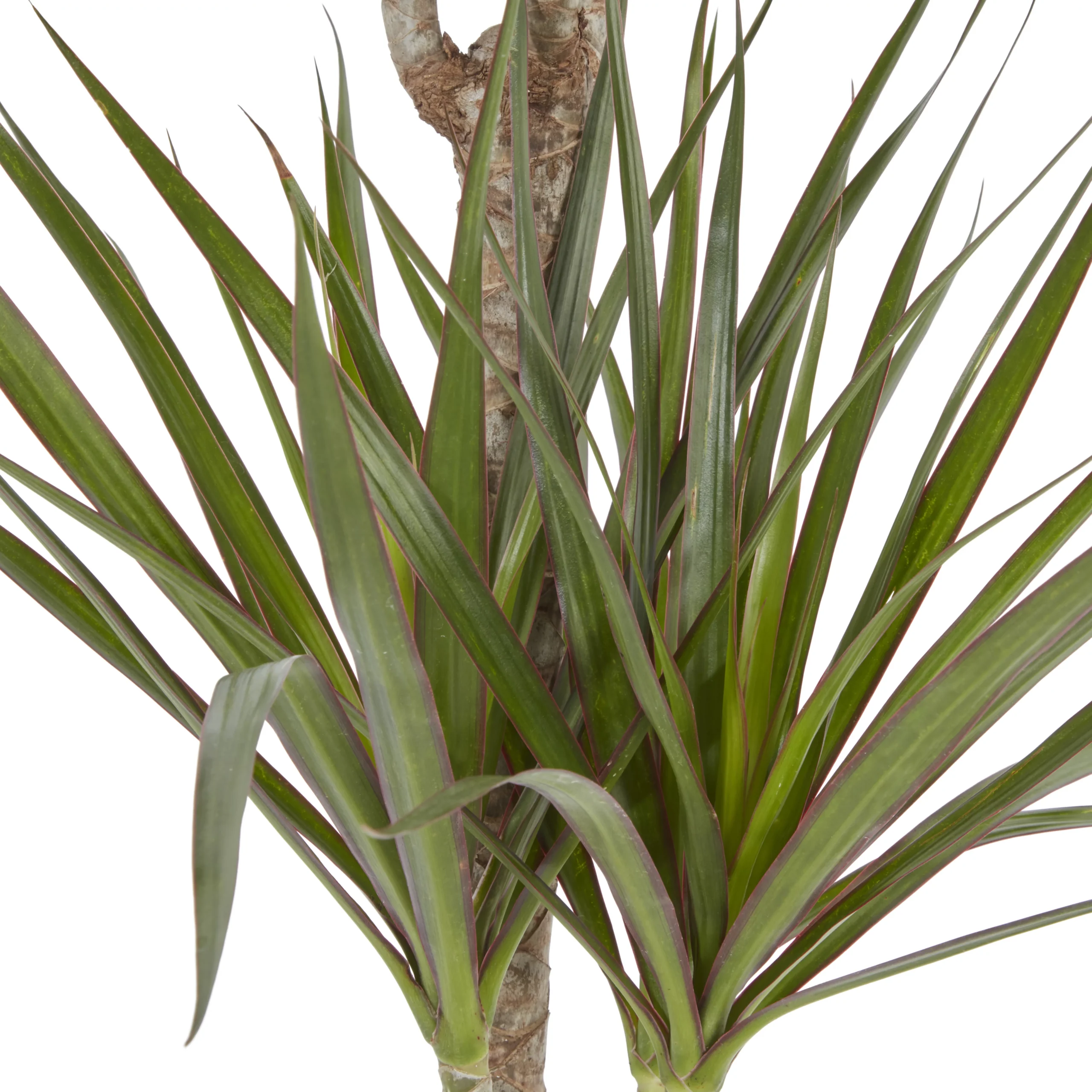 Dragon Tree In 19cm Terracotta Plastic Grow Pot 2 Dragon Tree In 19cm Terracotta Plastic Grow Pot - Image 2