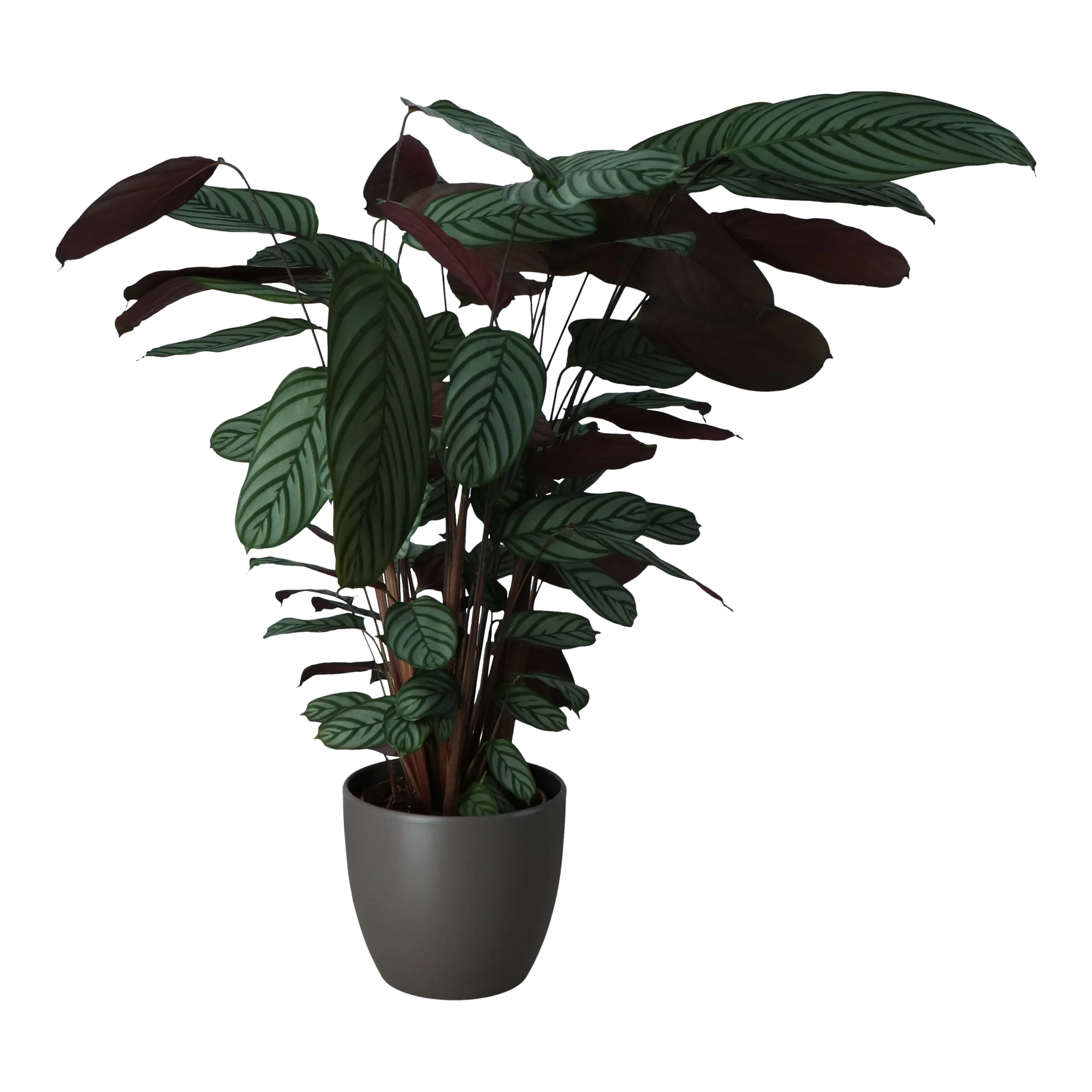 Dragon Tree In 24cm Assorted Ceramic Decorative Pot 3 Dragon Tree In 24cm Assorted Ceramic Decorative Pot - Image 3