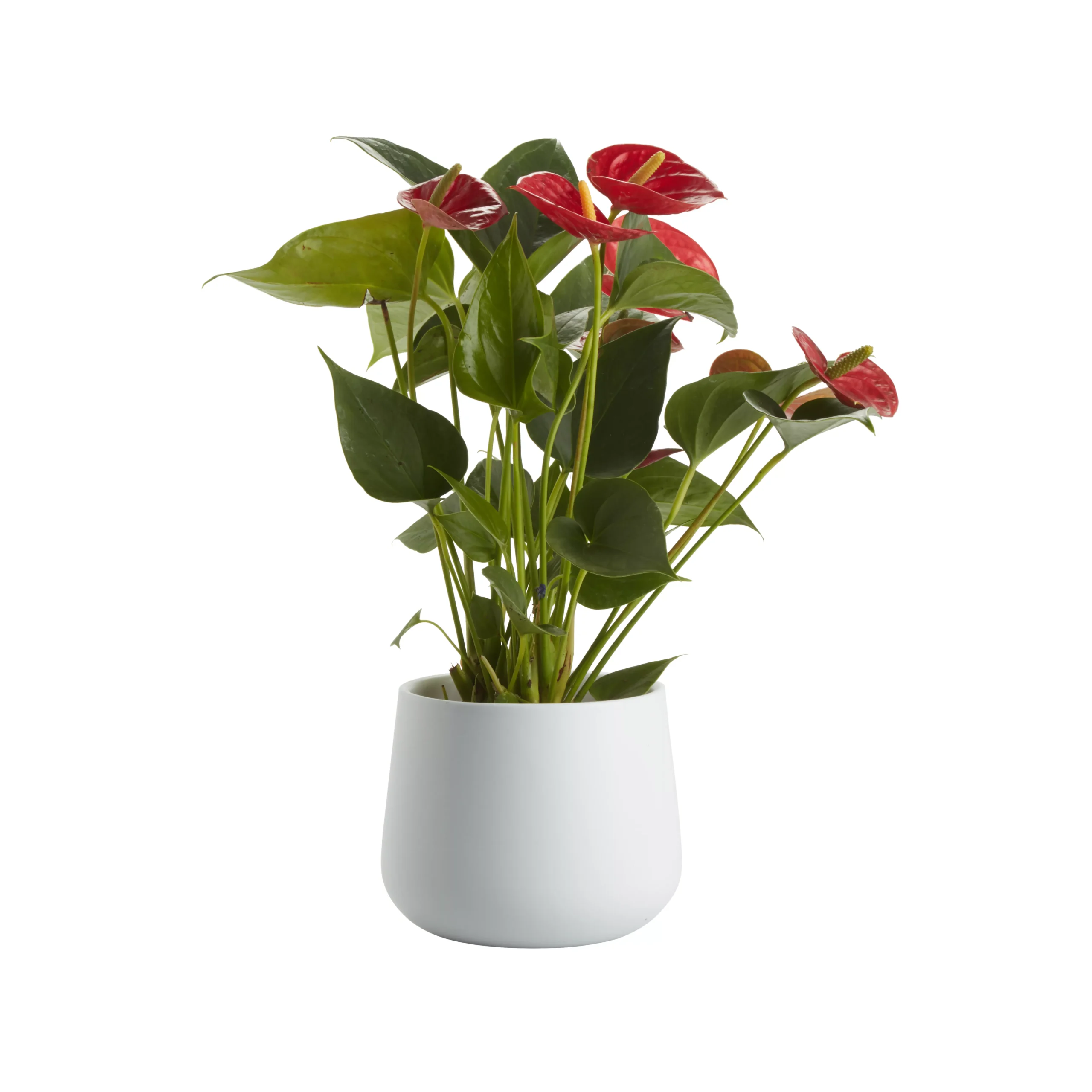 Flamingo Flower In 12cm White Ceramic Decorative Pot 1 Flamingo Flower In 12cm White Ceramic Decorative Pot