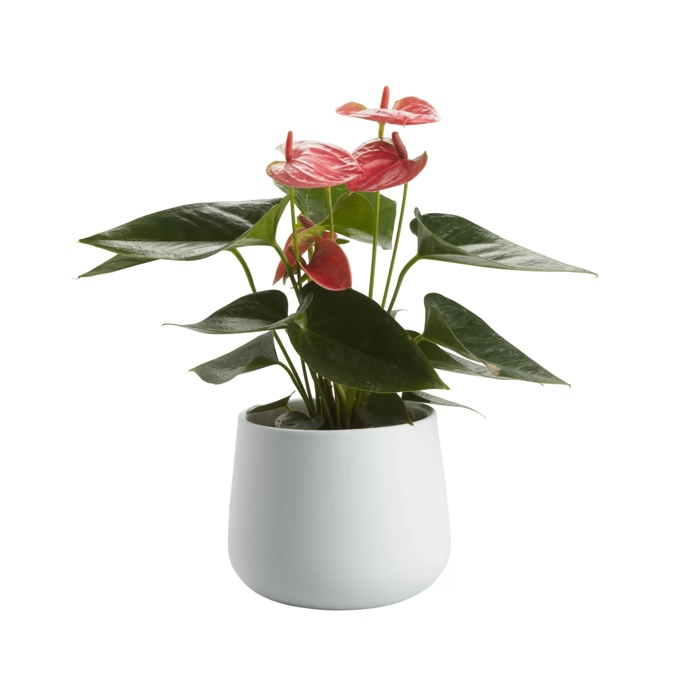 Flamingo Flower In 12cm White Ceramic Decorative Pot 2 Flamingo Flower In 12cm White Ceramic Decorative Pot - Image 2