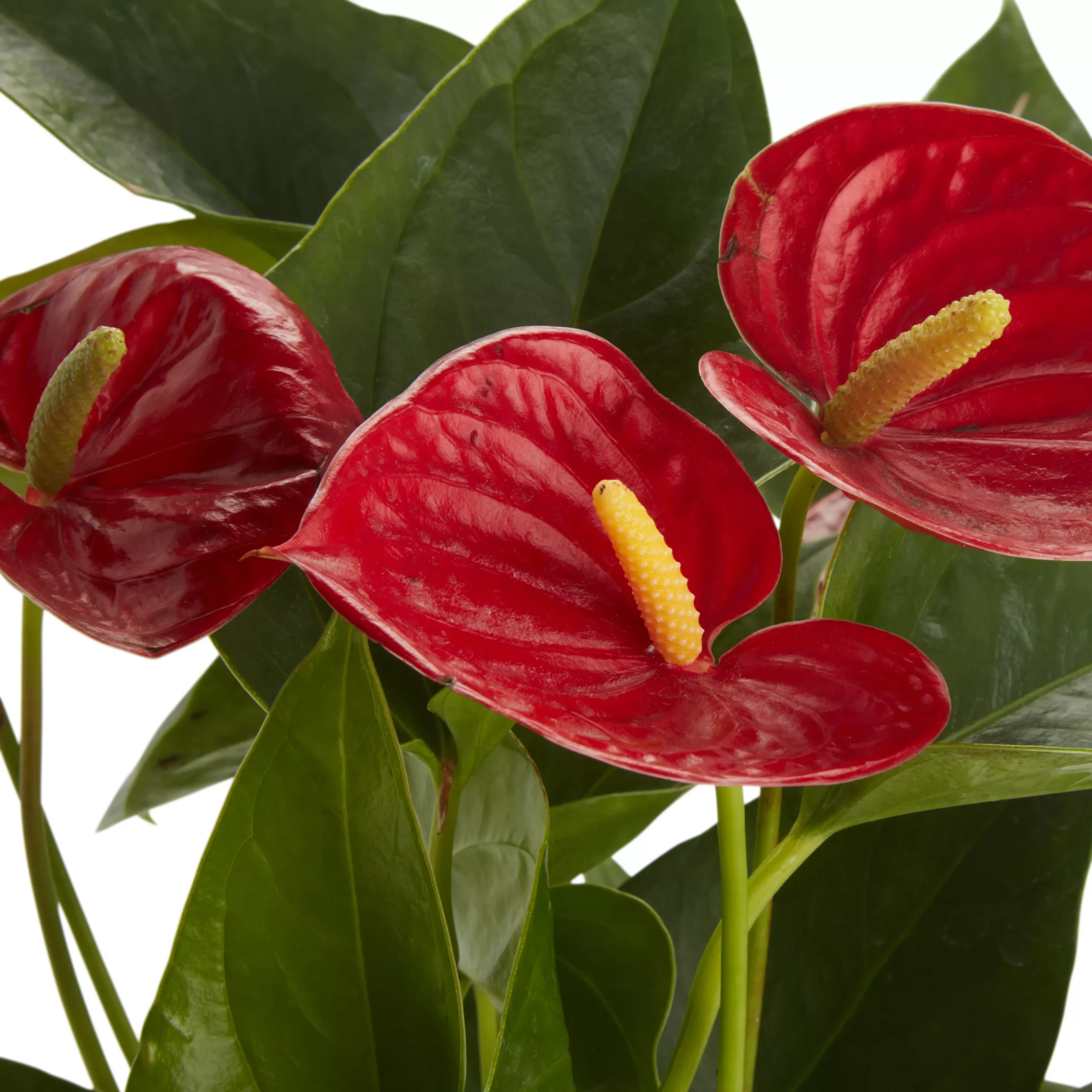 Flamingo Flower In 12cm White Ceramic Decorative Pot 3 Flamingo Flower In 12cm White Ceramic Decorative Pot - Image 3