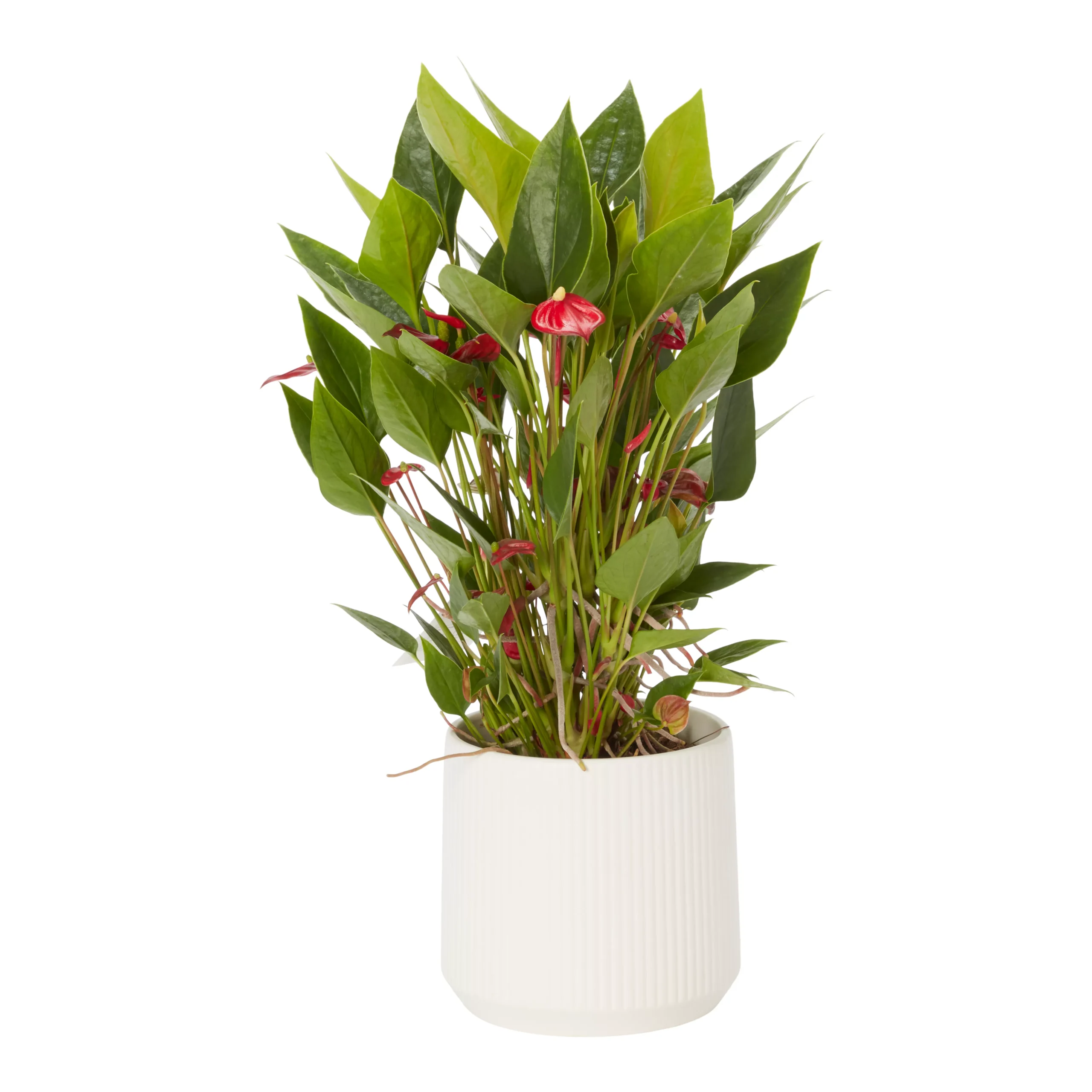 Flamingo Flower White Crackle Ceramic Decorative Pot 1 Flamingo Flower White Crackle Ceramic Decorative Pot
