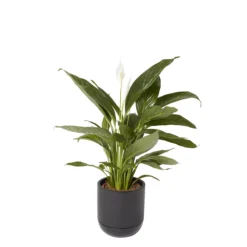 GoodHome Black Terracotta Circular Plant Pot (Dia)20.4cm -Hozelock Shop goodhome black terracotta circular plant pot dia 20 4cm3663602441281 21c