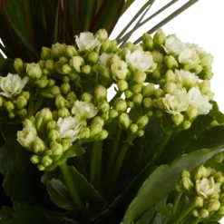 Houseplant Arrangement In 17cm Assorted Ceramic Pot -Hozelock Shop houseplant arrangement in 17cm assorted ceramic pot3663602497318 36c bq