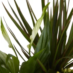 Houseplant Arrangement In 17cm Assorted Ceramic Pot -Hozelock Shop houseplant arrangement in 17cm assorted ceramic pot3663602497318 37c bq