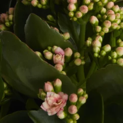 Houseplant Arrangement In 17cm Assorted Ceramic Pot -Hozelock Shop houseplant arrangement in 17cm assorted ceramic pot3663602497318 38c bq