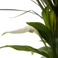 Houseplant Arrangement In 17cm Assorted Ceramic Pot -Hozelock Shop houseplant arrangement in 17cm assorted ceramic pot3663602497318 39c bq