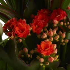 Houseplant Arrangement In 17cm Assorted Ceramic Pot -Hozelock Shop houseplant arrangement in 17cm assorted ceramic pot3663602497318 40c bq