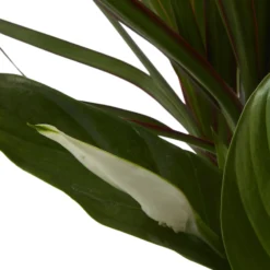 Houseplant Arrangement In 17cm Assorted Ceramic Pot -Hozelock Shop houseplant arrangement in 17cm assorted ceramic pot3663602497318 41c bq