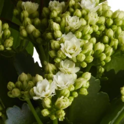 Houseplant Arrangement In 17cm Assorted Ceramic Pot -Hozelock Shop houseplant arrangement in 17cm assorted ceramic pot3663602497318 42c bq