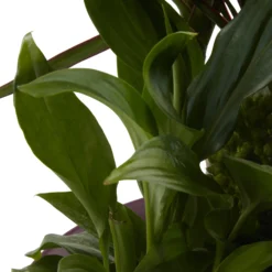 Houseplant Arrangement In 17cm Assorted Ceramic Pot -Hozelock Shop houseplant arrangement in 17cm assorted ceramic pot3663602497318 43c bq