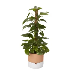 Ivy In 19cm Black Plastic Grow Pot 5 Ivy In 19cm Black Plastic Grow Pot -Hozelock Shop ivy in 19cm black plastic grow pot3663602462491 22c