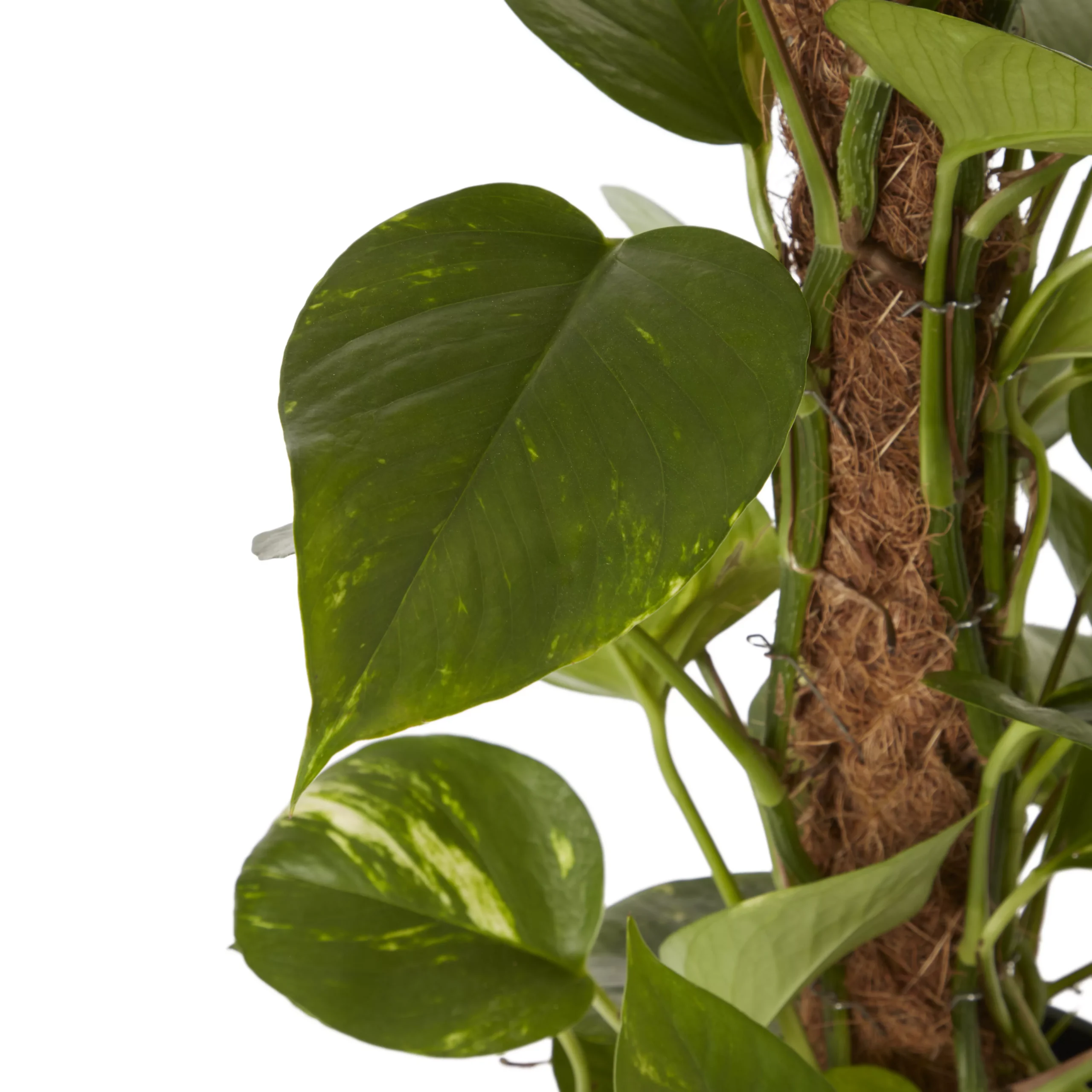 Ivy In 19cm Black Plastic Grow Pot 2 Ivy In 19cm Black Plastic Grow Pot - Image 2