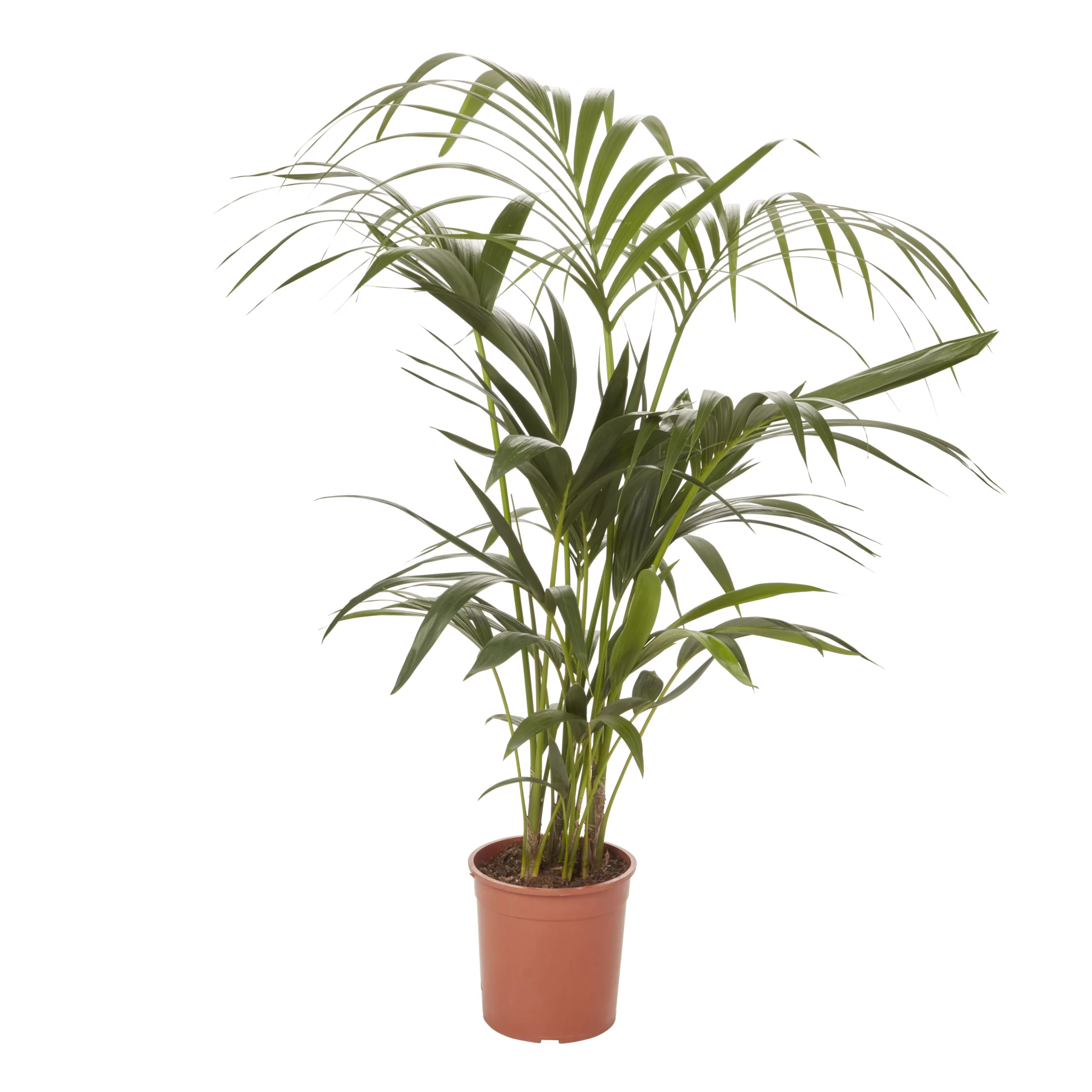 Kentia Palm In 19cm Terracotta Plastic Grow Pot 1 Kentia Palm In 19cm Terracotta Plastic Grow Pot