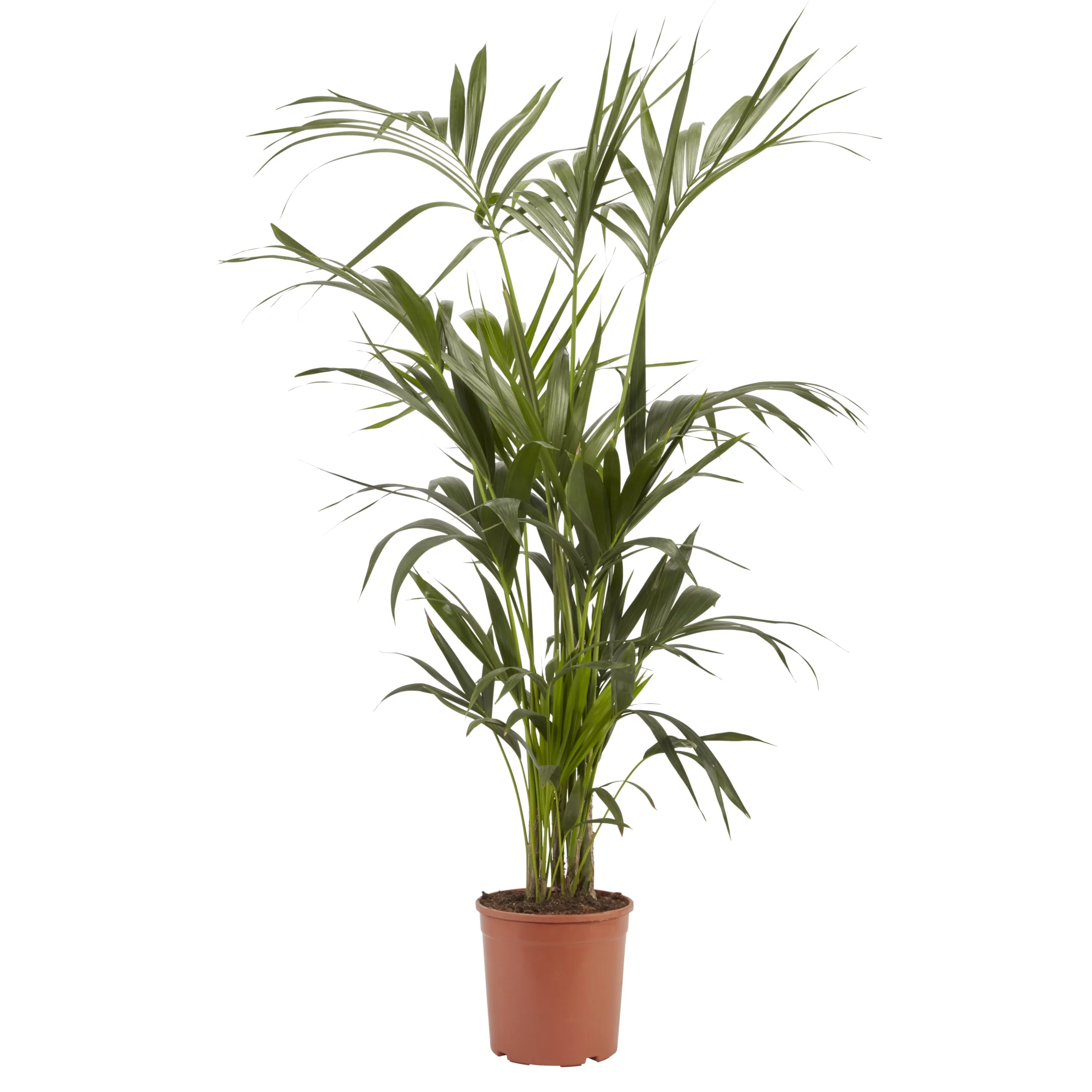 Kentia Palm In 24cm Terracotta Plastic Grow Pot 1 Kentia Palm In 24cm Terracotta Plastic Grow Pot