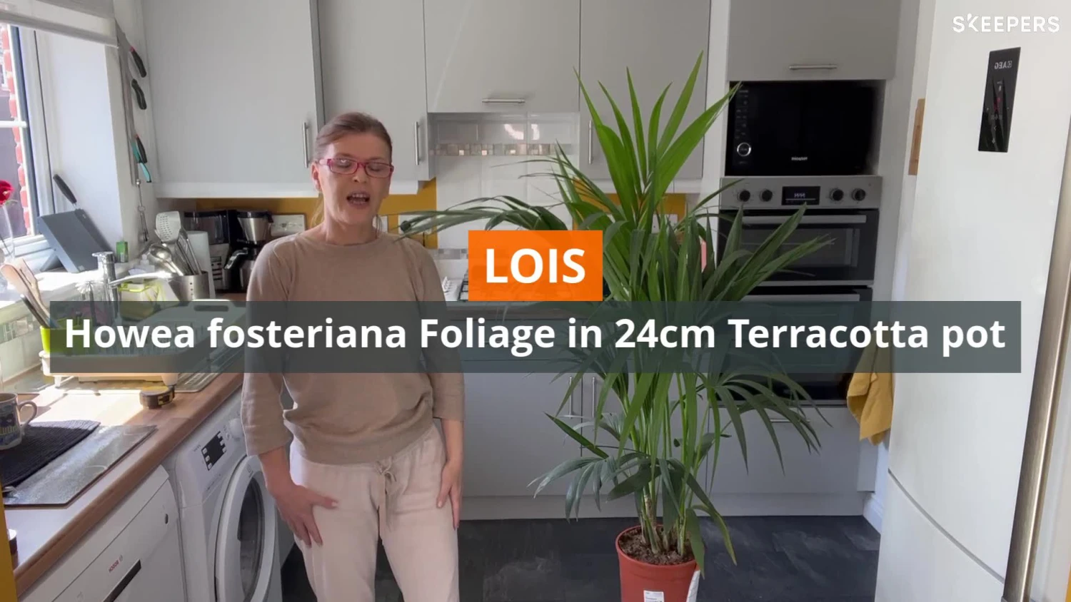 Kentia Palm In 24cm Terracotta Plastic Grow Pot 2 Kentia Palm In 24cm Terracotta Plastic Grow Pot - Image 2