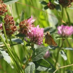 Meadowmat Wildflower Turf, 20m² Pack 10 Meadowmat Wildflower Turf, 20m² Pack -Hozelock Shop meadowmat wildflower turf 20m pack04168157 02i