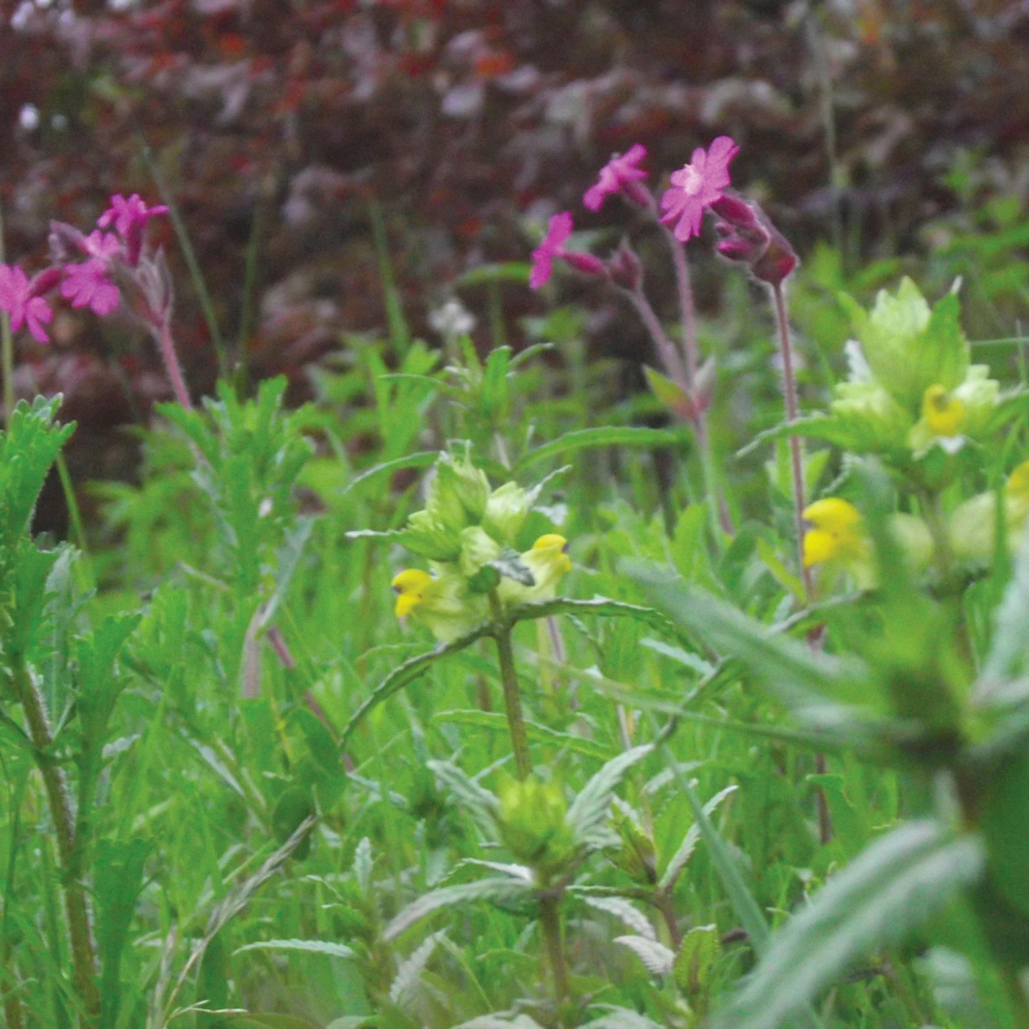 Meadowmat Wildflower Turf, 20m² Pack 7 Meadowmat Wildflower Turf, 20m² Pack - Image 7