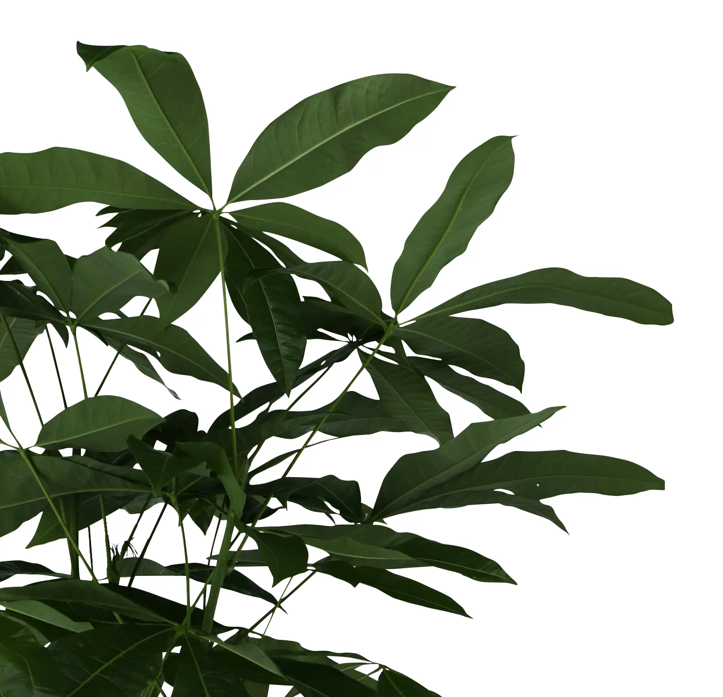 Mexican Fortune Tree In 19cm Terracotta Plastic Grow Pot 2 Mexican Fortune Tree In 19cm Terracotta Plastic Grow Pot - Image 2