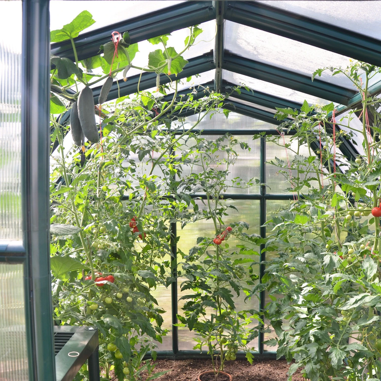 Palram - Canopia Rion Ecogrow Green 6x8 Greenhouse 6 Palram - Canopia Rion Ecogrow Green 6x8 Greenhouse - Image 6