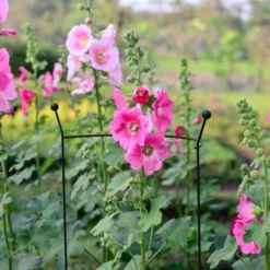 Hozelock Shop -Hozelock Shop panacea steel curved plant support l 76cm dia 46cm0093432825259 01i bq