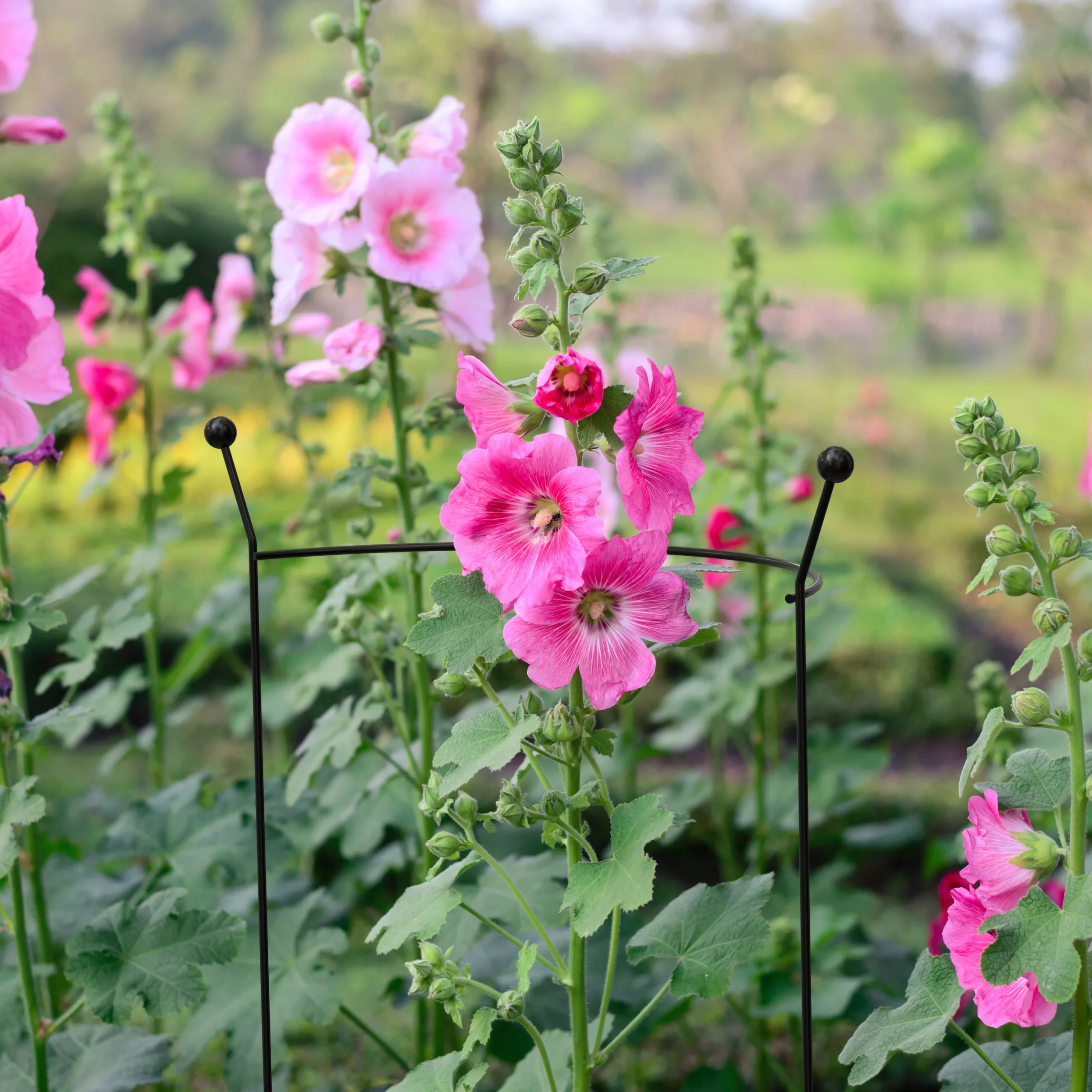 Panacea Steel Curved Plant Support (L)81cm (Dia)56cm 2 Panacea Steel Curved Plant Support (L)81cm (Dia)56cm - Image 2