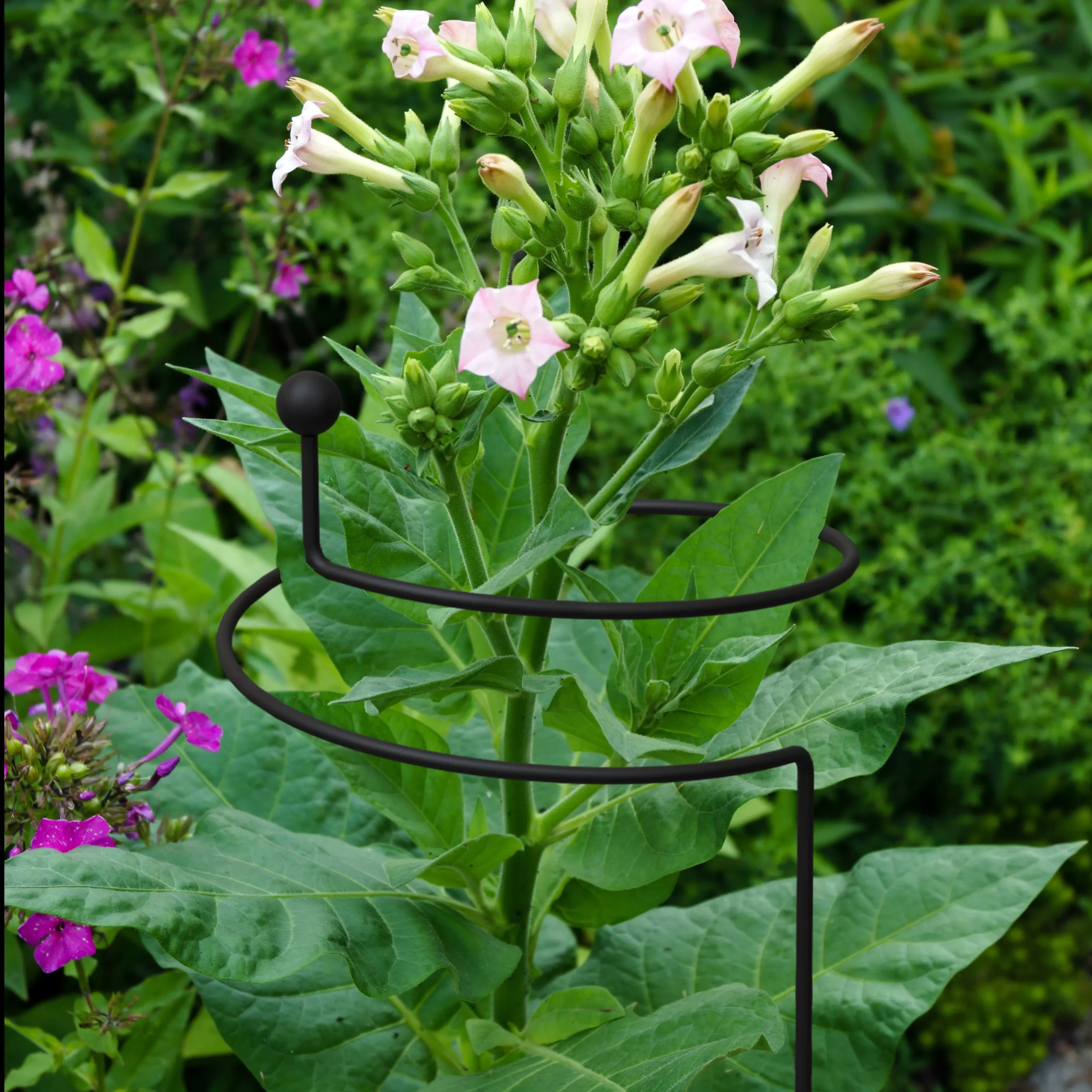 Panacea Steel Single Stem Plant Support (L)130cm (Dia)20cm 2 Panacea Steel Single Stem Plant Support (L)130cm (Dia)20cm - Image 2