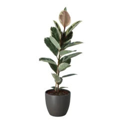 Rubber Plant In 24cm Assorted Ceramic Decorative Pot 5 Rubber Plant In 24cm Assorted Ceramic Decorative Pot -Hozelock Shop rubber plant in 24cm assorted ceramic decorative pot5059340827810 22c