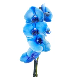 Single Stem Blue Moth Orchid In 12cm Clear Plastic Grow Pot -Hozelock Shop single stem blue moth orchid in 12cm clear plastic grow pot3663602462927 37c bq